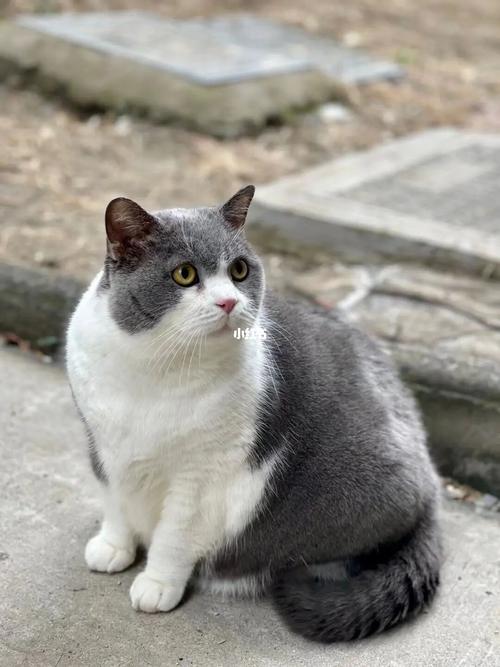 新港澳彩开奖号码记录和肥猫一年多减重16斤与肥猫一年多减重16斤正常吗